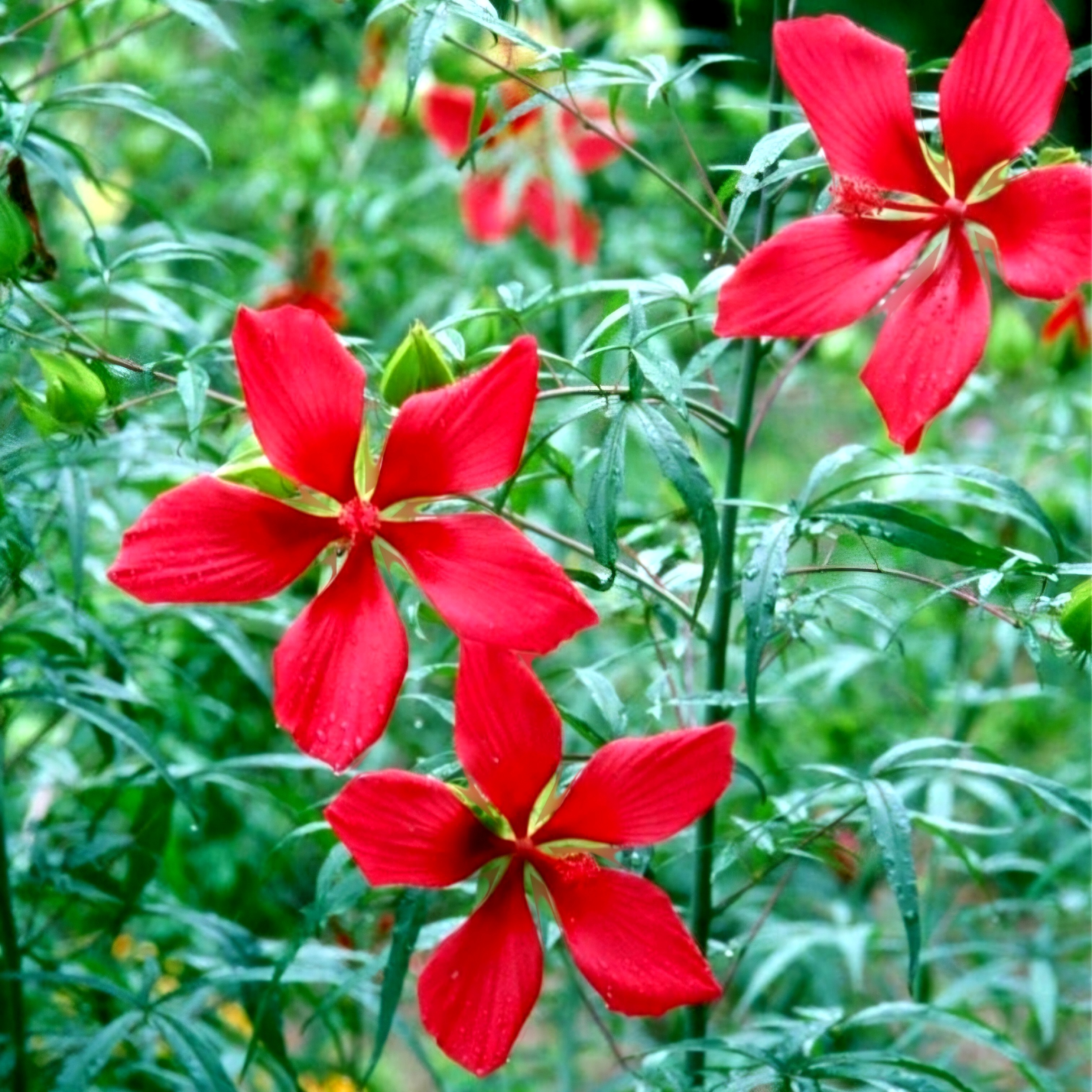 Texas Star Hibiscus (1 gal pot)