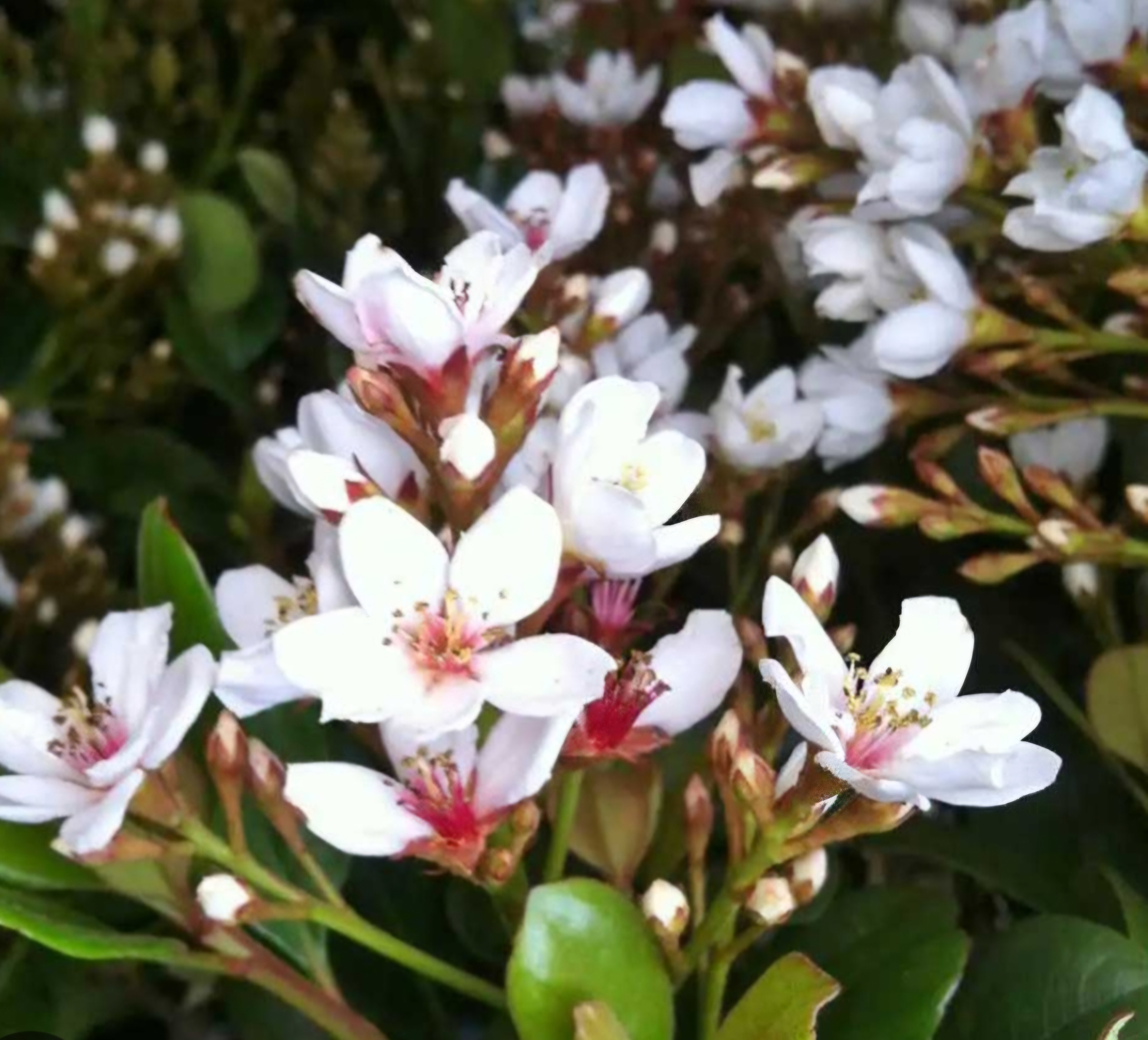 Indian Hawthorn "Snow White" (3 gal pot)