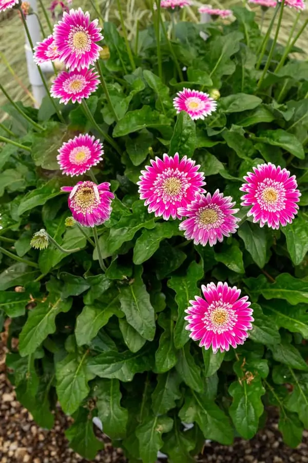 'Frosted Hot Pink Garden Jewels' Gerbera Daisy (1 gal pot)
