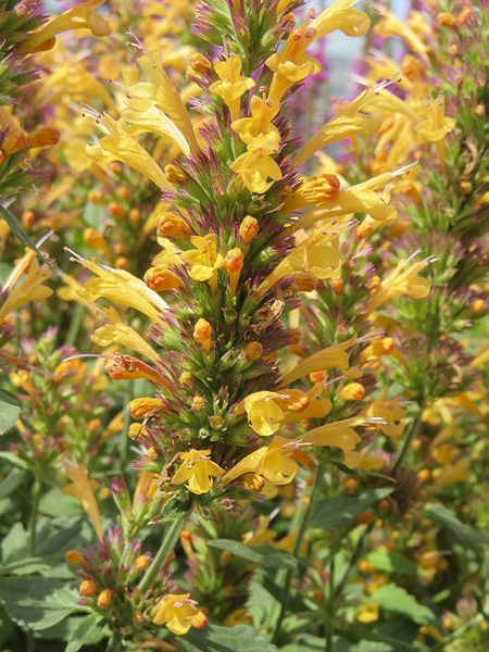 Agastache Kudos "Yellow" (Hummingbird Mint) (1 gal pot)