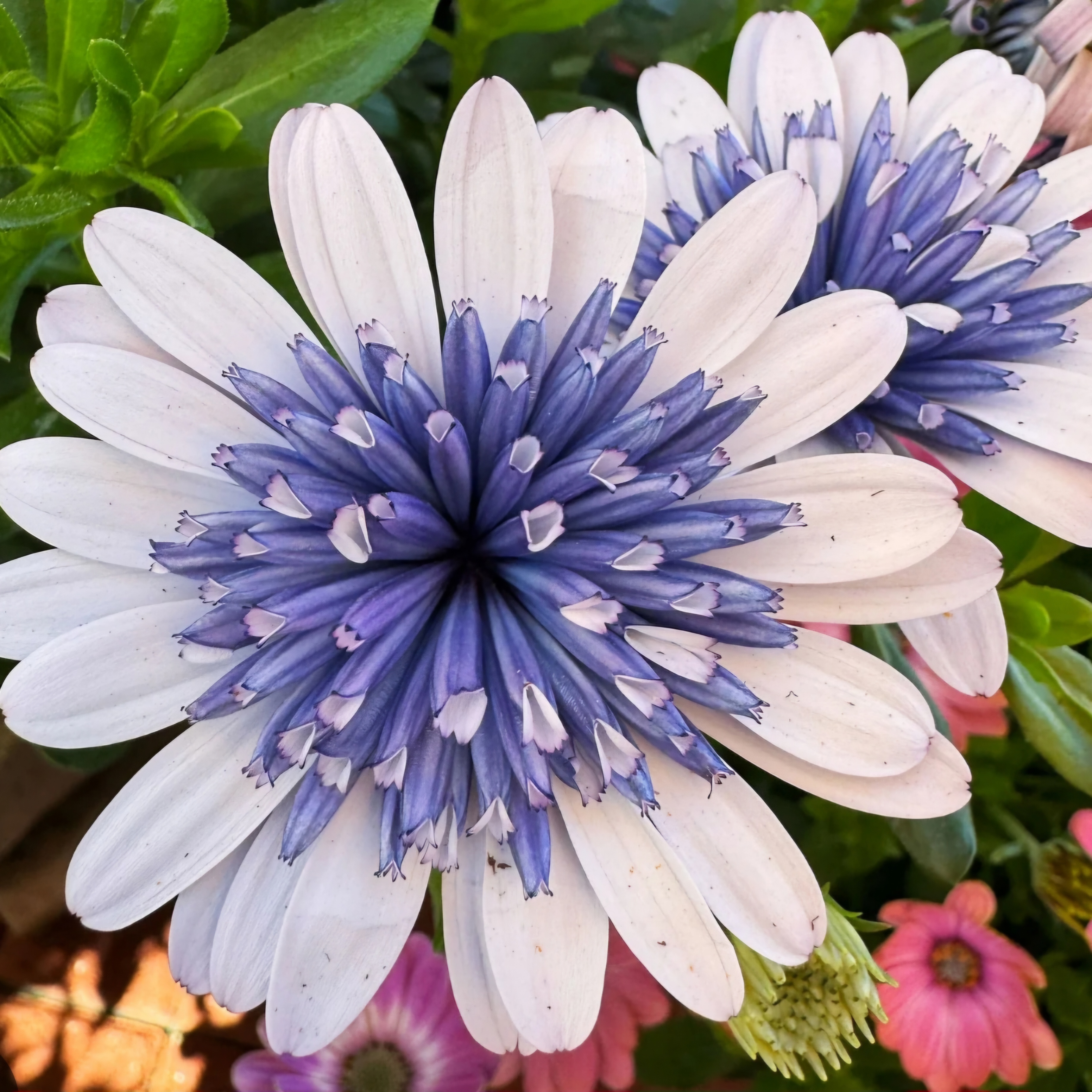 Osteospermum 4D "Blue Ice" (African Daisy)