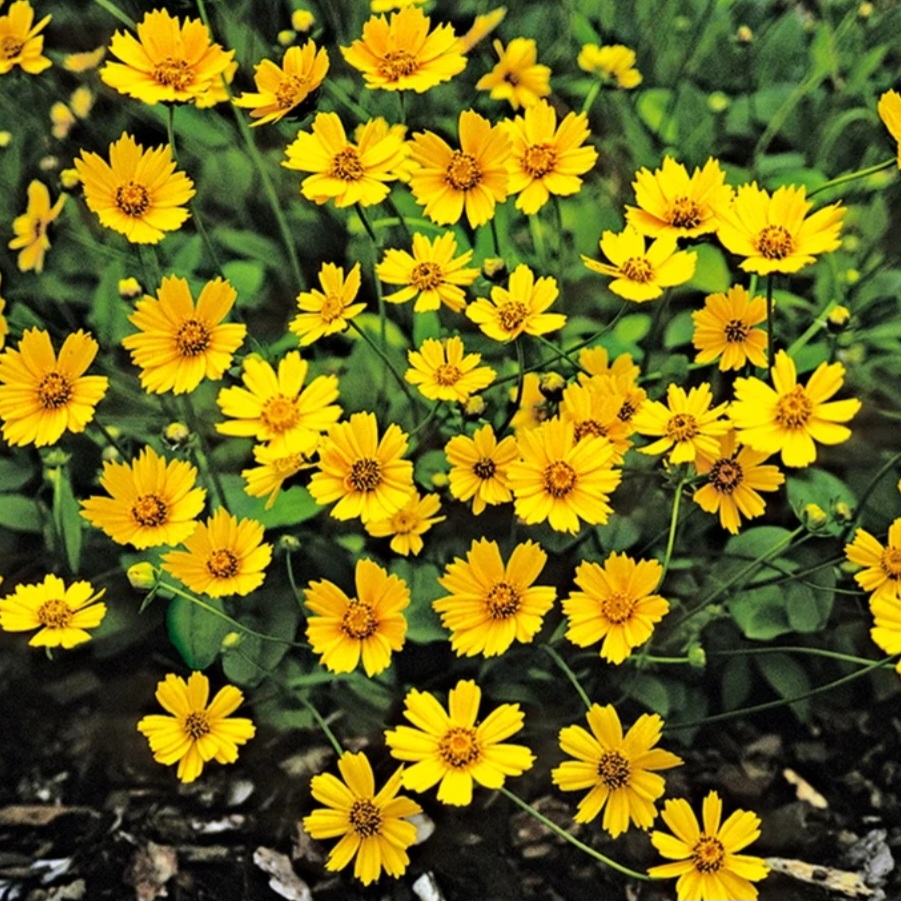 'Nana' Tickseed (6in Pot)