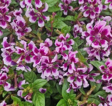 Sweet Talk Lavender Splash (1 gal pot)
