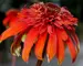 "Confections" Echinacea "Hot Papaya" (1 gal pot) 