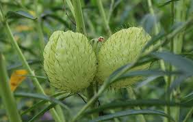Hairy Balls Milkweed (.5 gal pot)