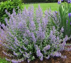 Catmint (1 gal pot)
