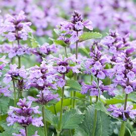 Catmint (1 gal pot)