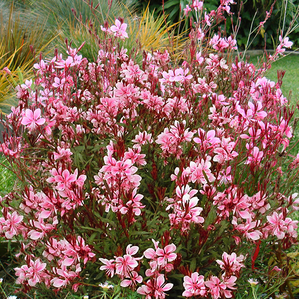 'Passionate Blush' Gaura Wandflower (1 gal pot)