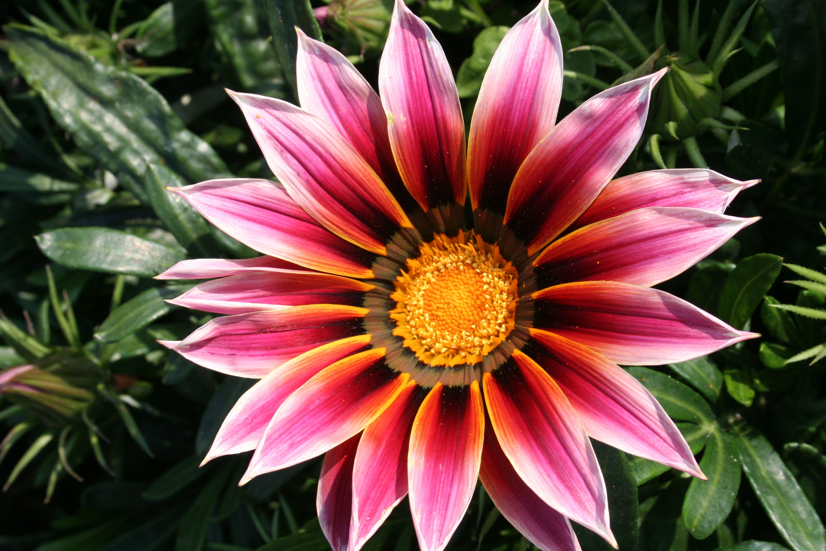 'Giant Violet Bi-color' Gazania African Daisy (1 gal pot)