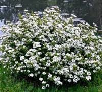 "Mrs Schillers Delight" Viburnum (3 gal pot)