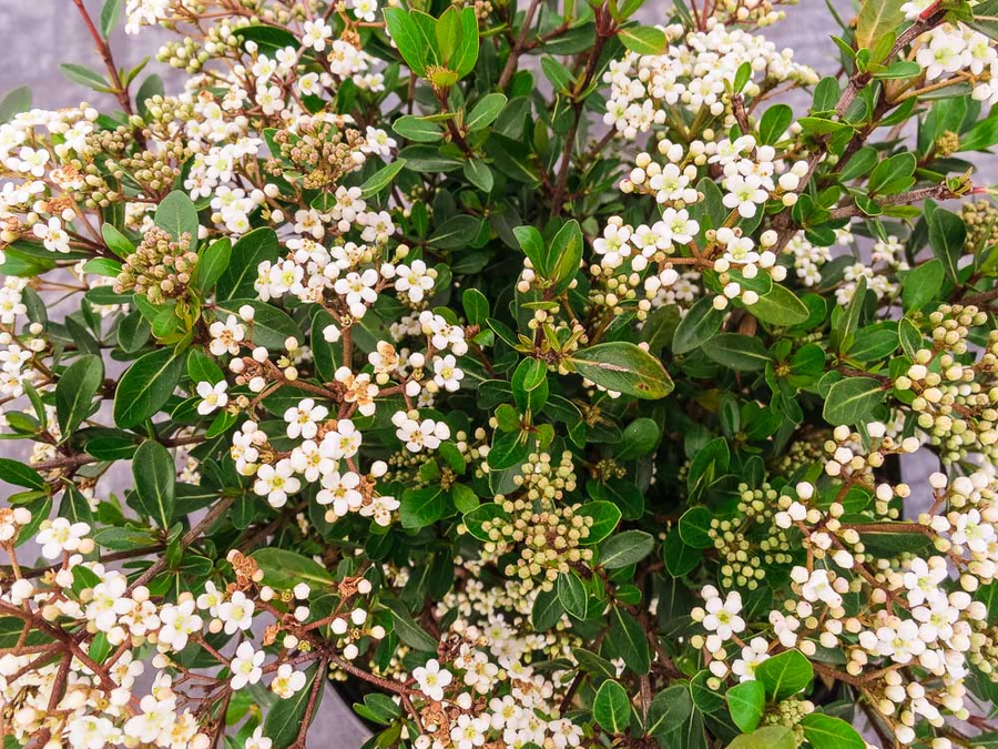 "Mrs Schillers Delight" Viburnum (3 gal pot)
