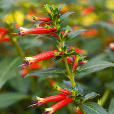 "Hummingbirds Lunch" Cuphea