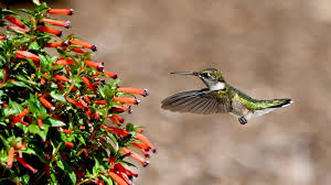 "Hummingbirds Lunch" Cuphea