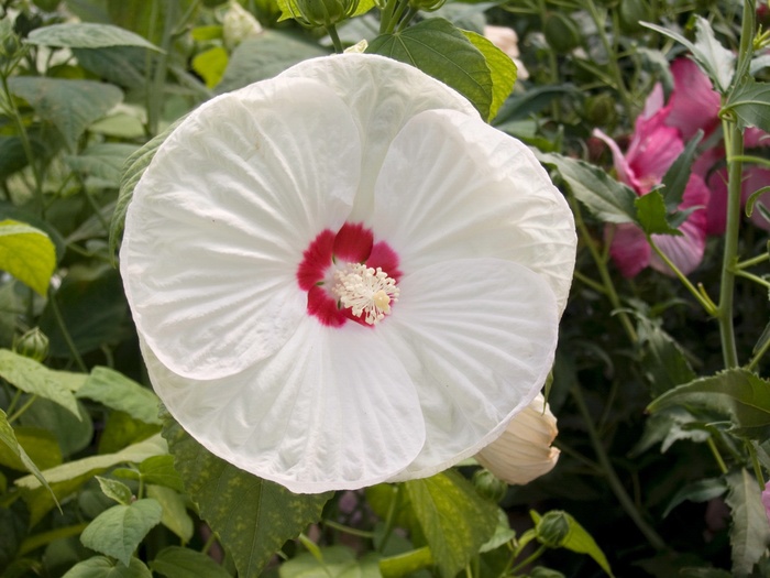 'Luna White' Hardy Native Hibiscus aka Swamp Mallow
