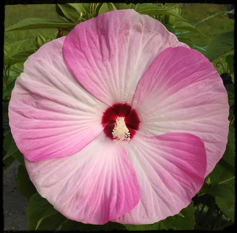 'Luna Pink Swirl' Hardy Native Hibiscus aka Swamp Mallow