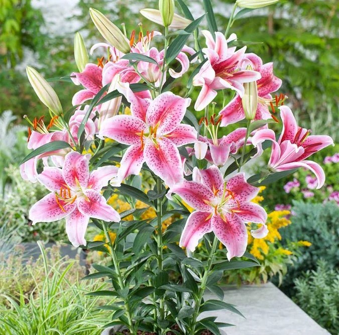 'Stargazer' Lily (1 gal)