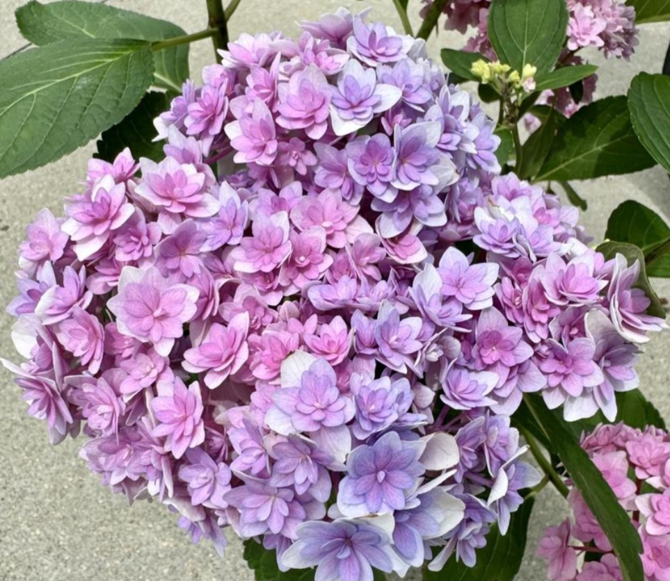 'Double Down' Hydrangea (3 gal)
