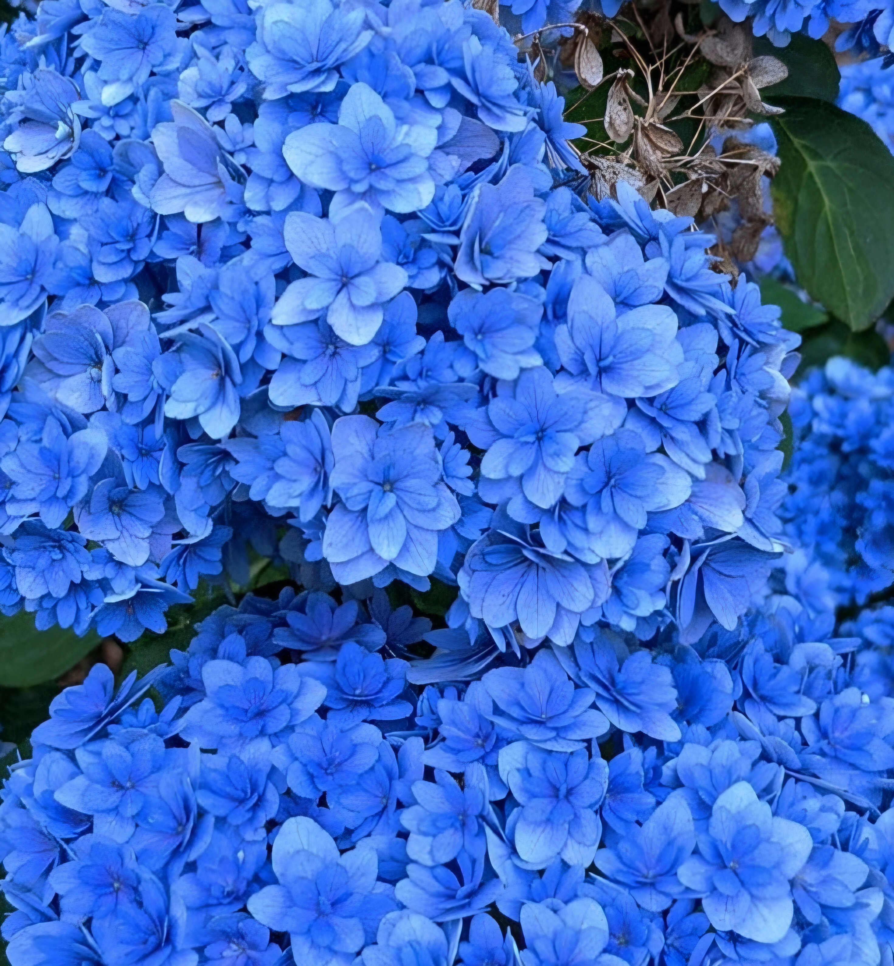 'Double Down' Hydrangea (3 gal)