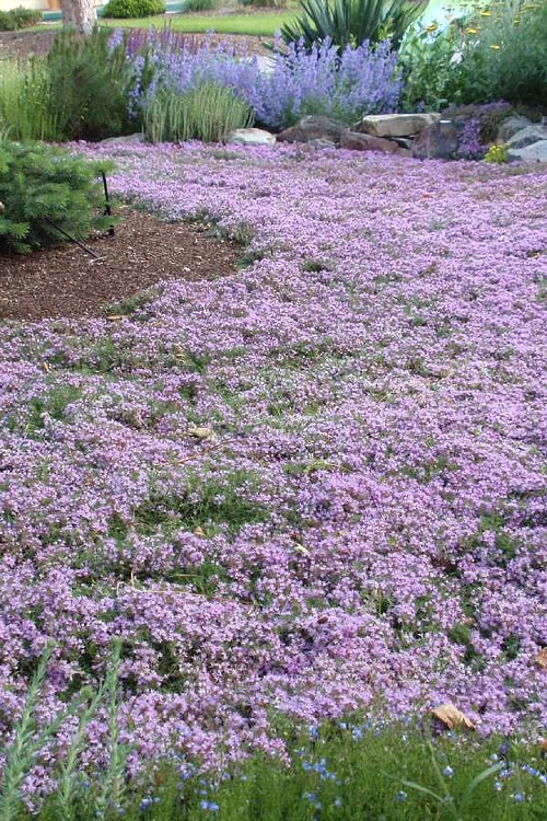'Pink Chintz' Creeping Thyme (tall 4" pot)