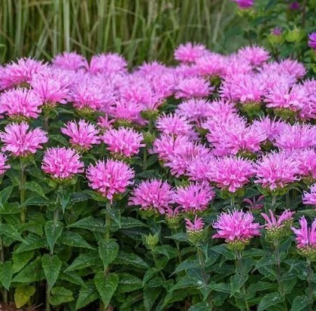 Sugar Buzz 'Pink Frosting' Bee Balm