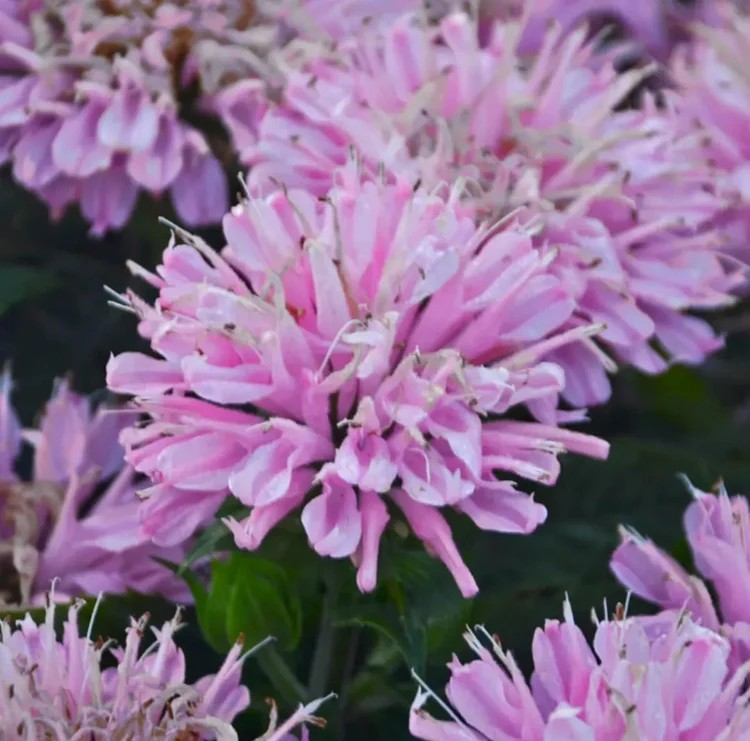 Sugar Buzz 'Pink Frosting' Bee Balm