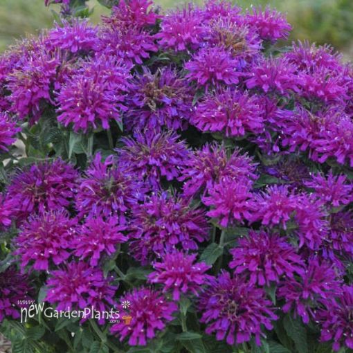 Sugar Buzz 'Grape Gumball' Bee Balm