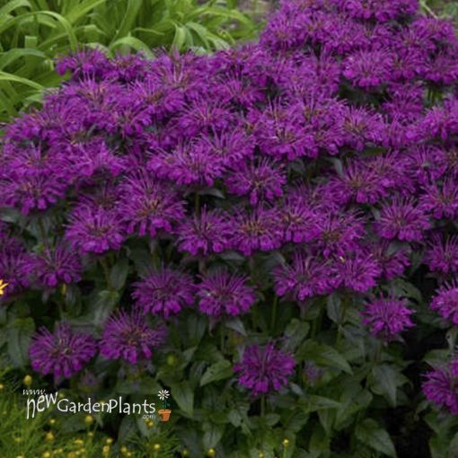 Sugar Buzz 'Grape Gumball' Bee Balm