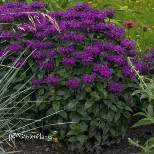 Sugar Buzz 'Grape Gumball' Bee Balm