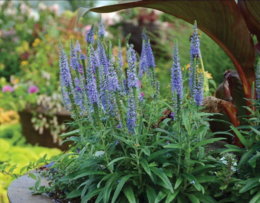 'Moody Blues' Sky Blue Veronica