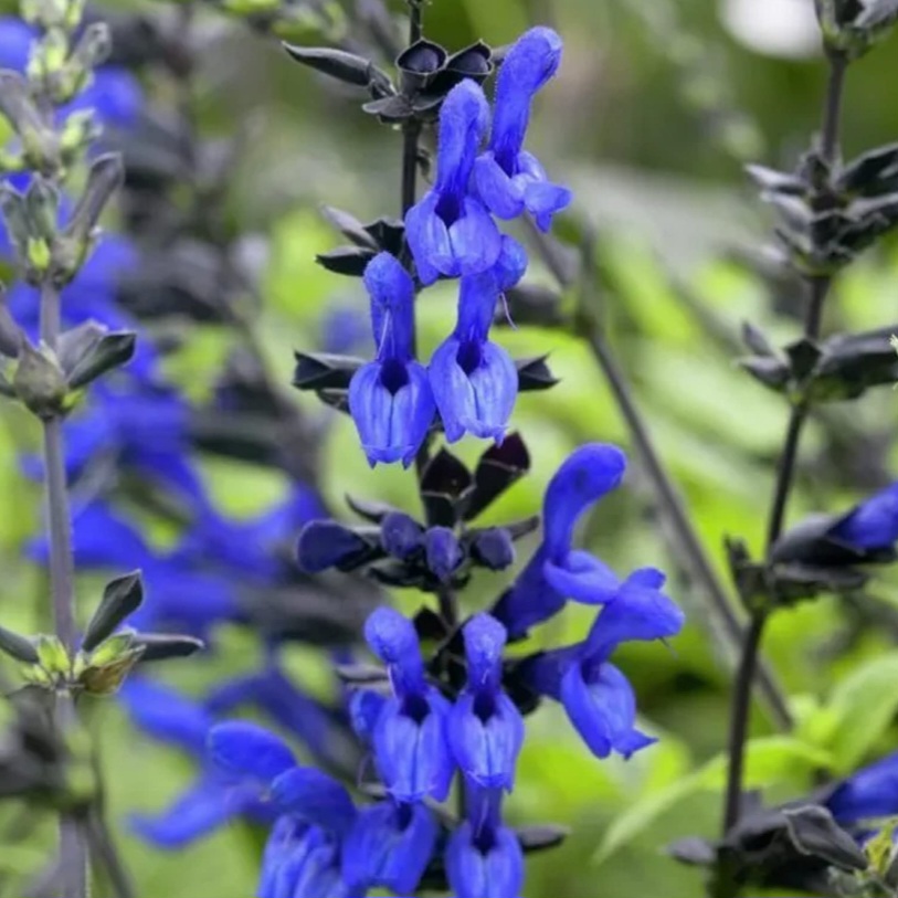 'Nectar Blue' Salvia (1 gal)