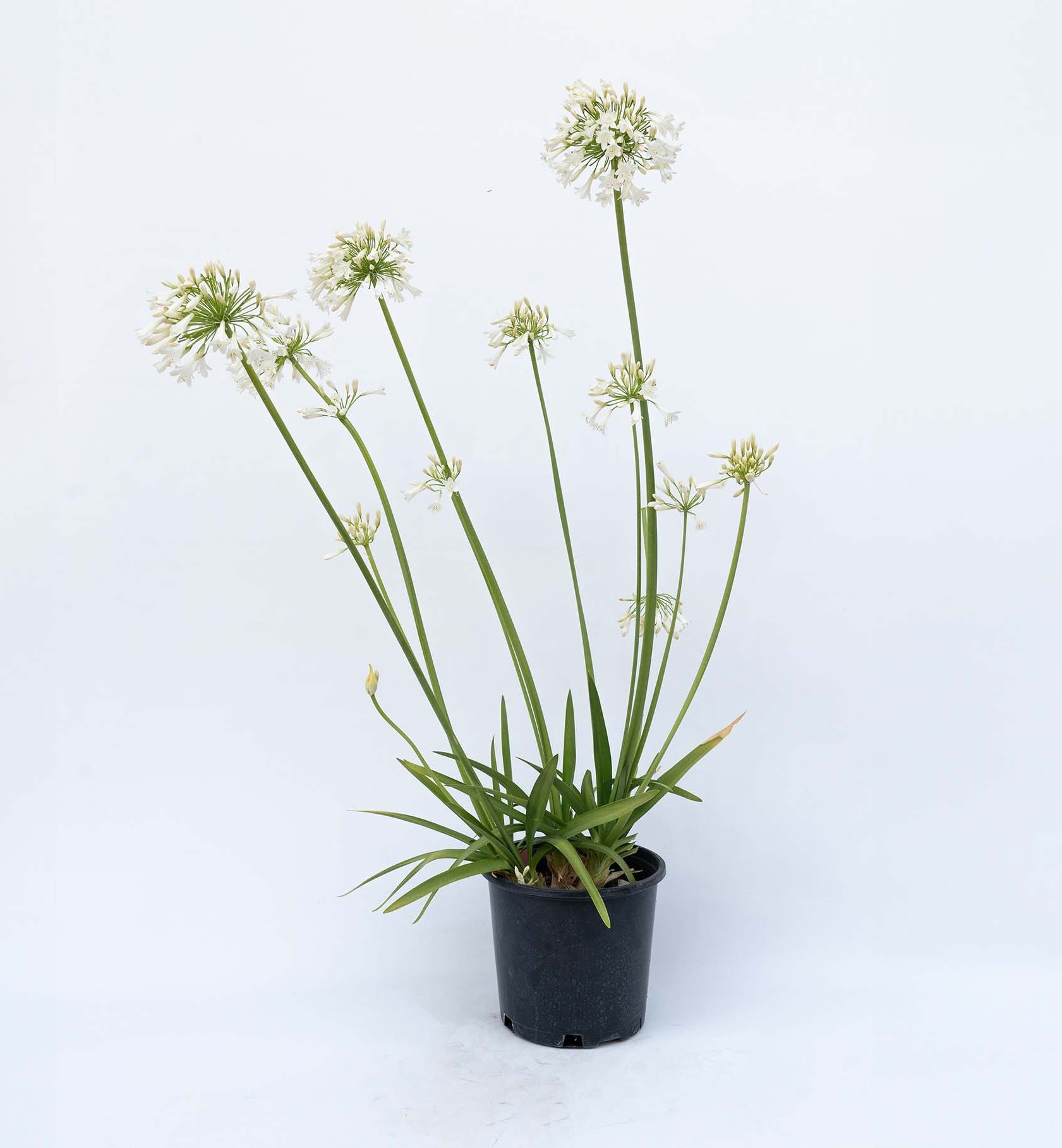 'Straight A Shona' Agapanthus aka "Lily of the Nile" (1 gal)