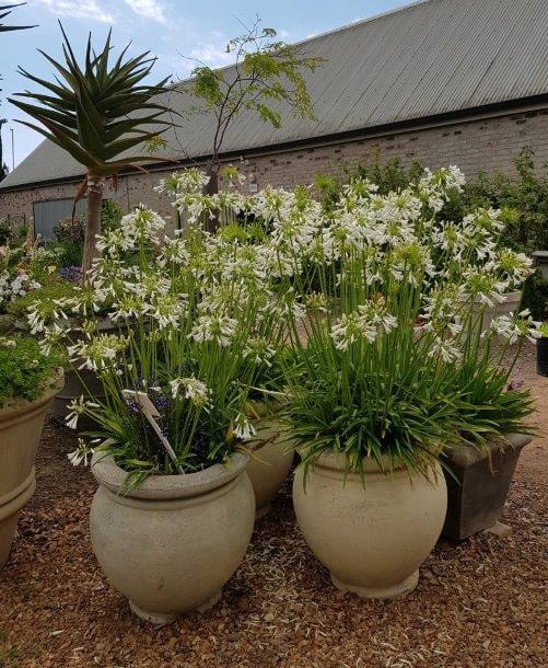 'Straight A Shona' Agapanthus aka "Lily of the Nile" (1 gal)