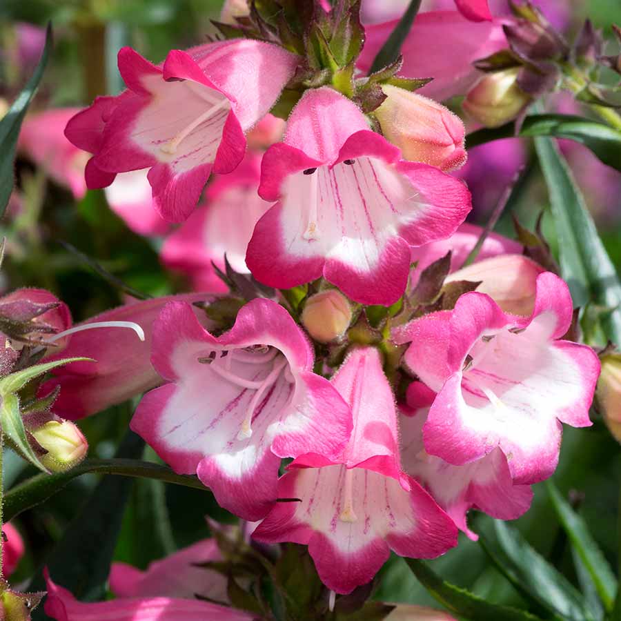 'Harlequin Pink' Penstemon (1 gal)