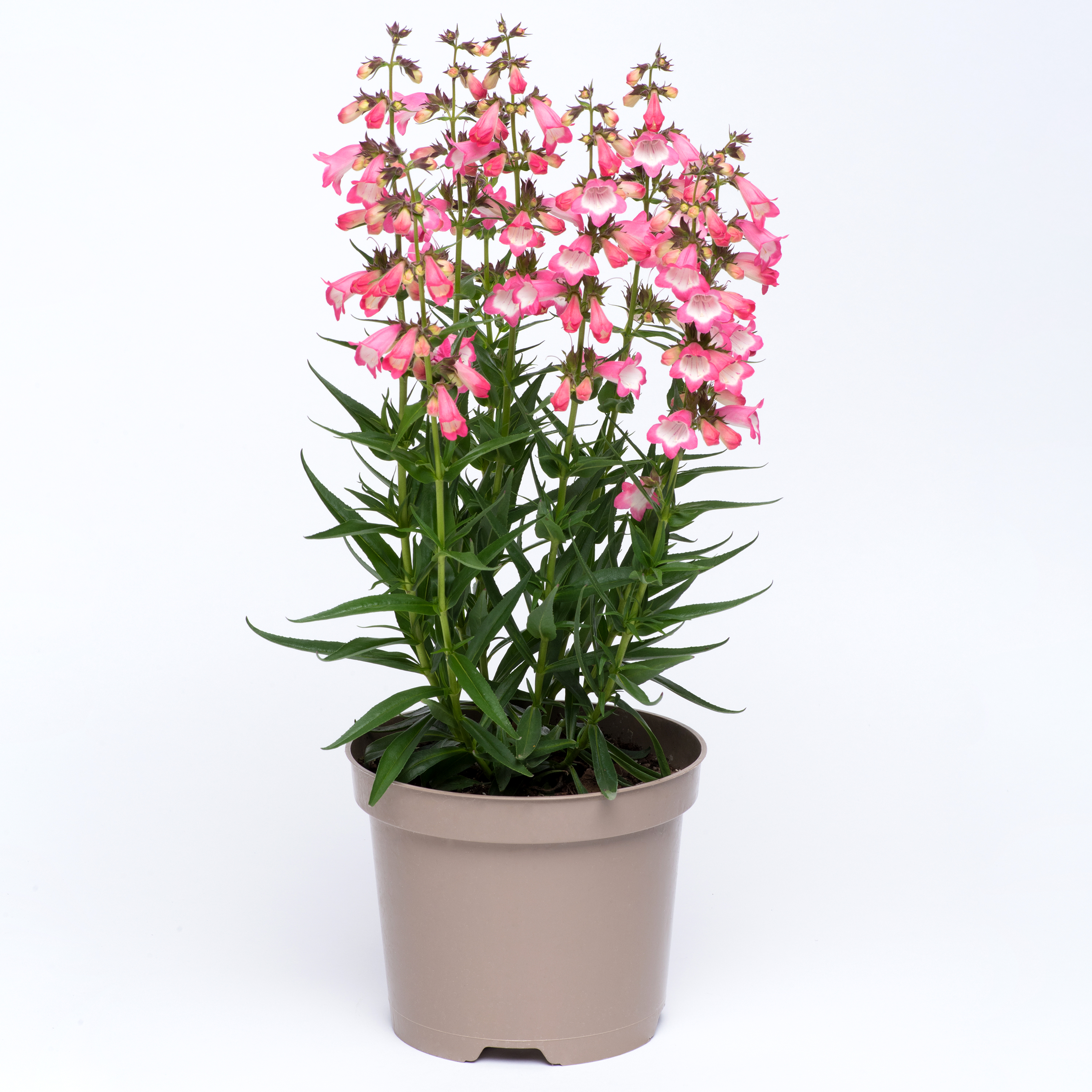 'Harlequin Pink' Penstemon (1 gal)