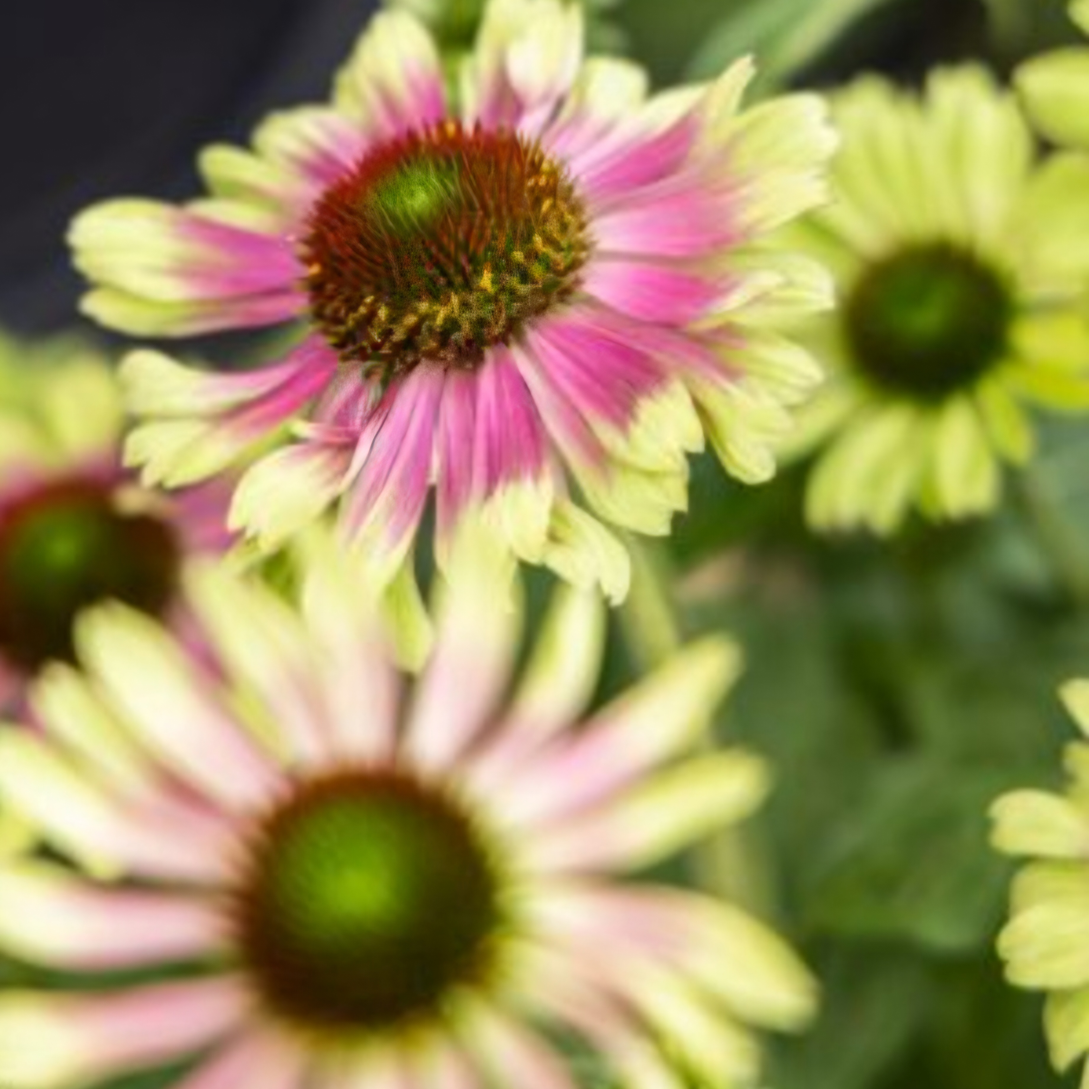 'Prairie Blaze™ Vintage Lime' Coneflower Echinacea (1.5 gal)