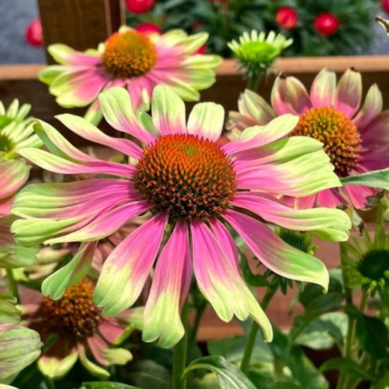 'Prairie Blaze™ Vintage Lime' Coneflower Echinacea (1.5 gal)