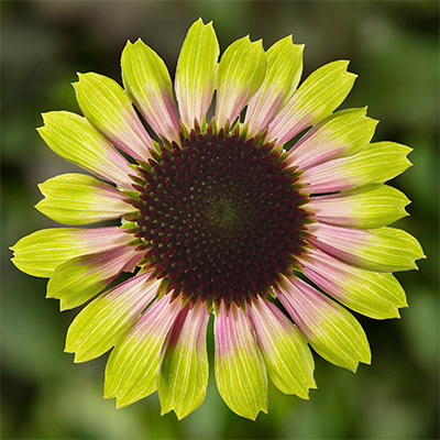 'Prairie Blaze™ Vintage Lime' Coneflower Echinacea (1.5 gal)
