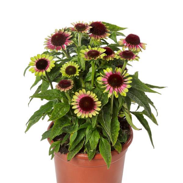 'Prairie Blaze™ Vintage Lime' Coneflower Echinacea (1.5 gal)