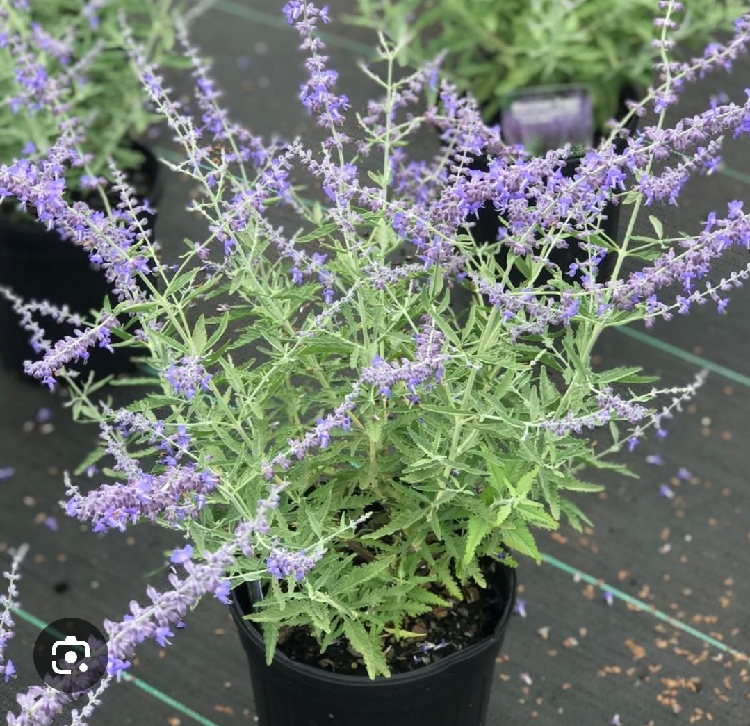 "Crazy Blue" Russian Sage (1 gal pot)