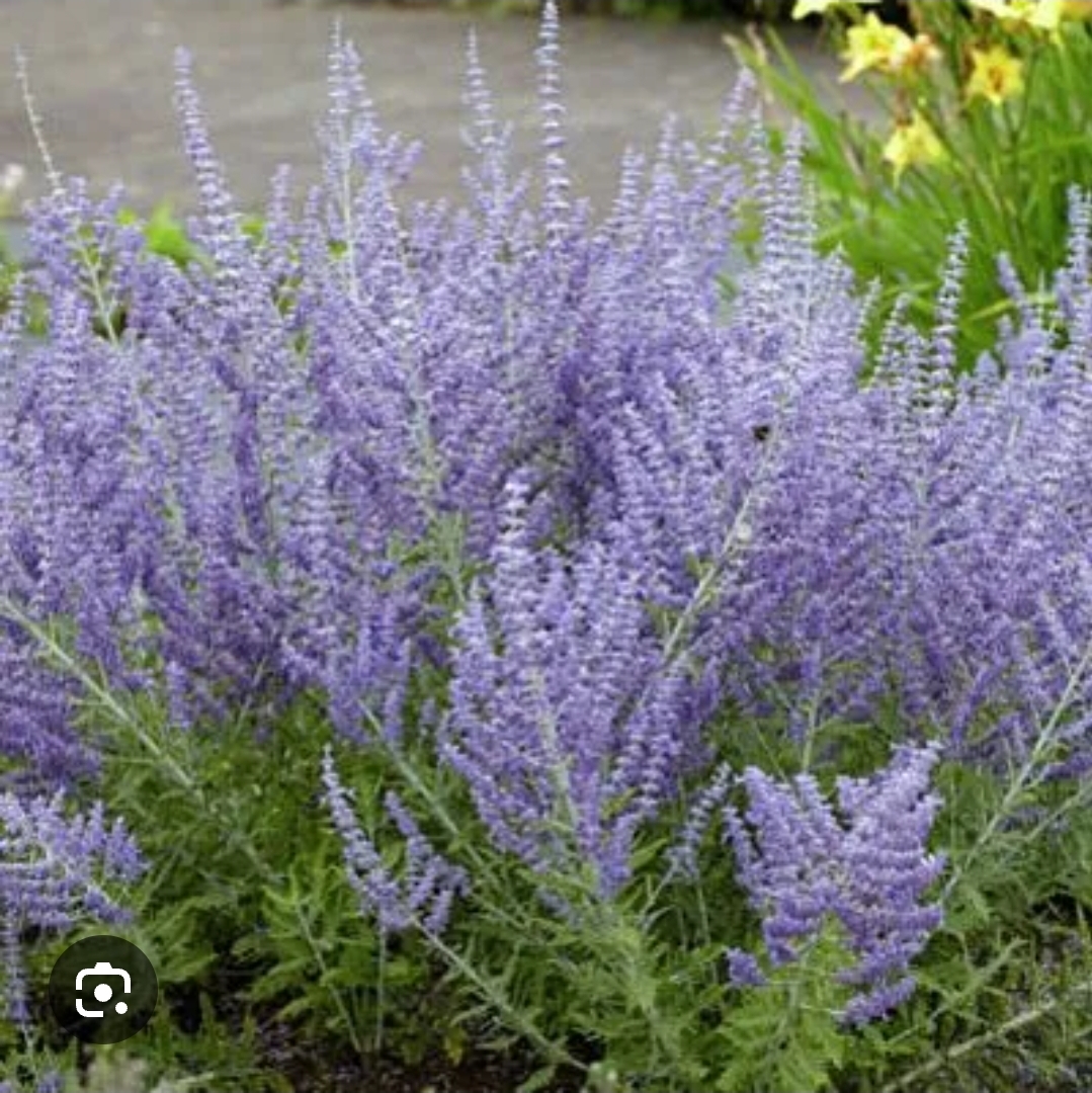 "Crazy Blue" Russian Sage (1 gal pot)
