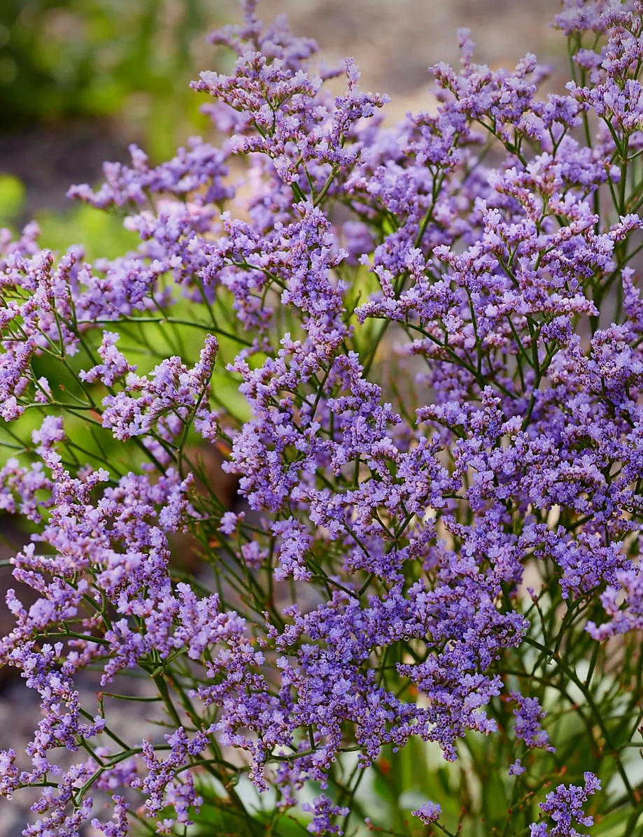 "Sea Lavender" Limonium aka Statice (1 gal)