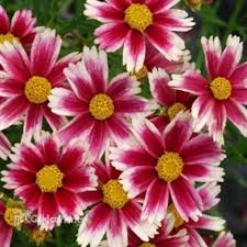 'Candy Stripes' Lil' Bang Coreopsis *2025 Perennial of the Year* (1.5 gal)