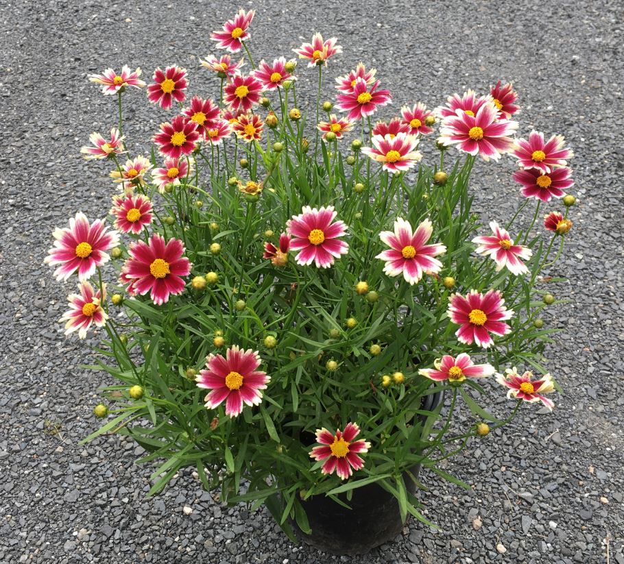 'Candy Stripes' Lil' Bang Coreopsis *2025 Perennial of the Year* (1.5 gal)