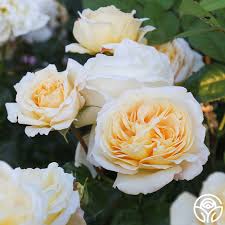 'Moonlight Romantica' Rose 3 gal