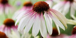 'Pretty Parasols' Coneflower