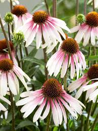 'Pretty Parasols' Coneflower