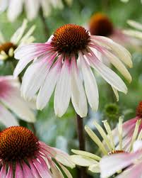 'Pretty Parasols' Coneflower