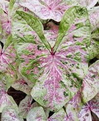 'Seafoam Pink' sun tolerant Caladium 1 gal