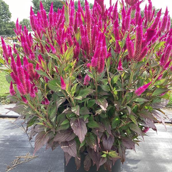 'Kelos Atomic Purple Pink' Celosia 1 gal