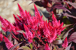 'Kelos Atomic Purple Pink' Celosia 1 gal